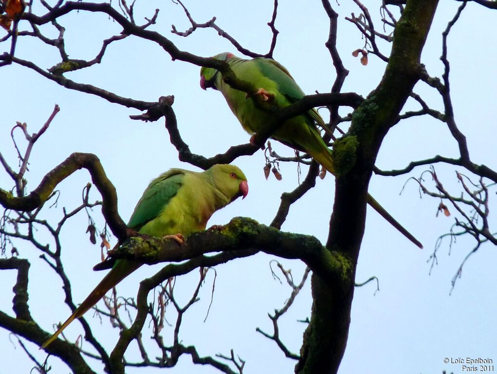 Rose-ringed Parakeet