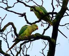 Rose-ringed Parakeet