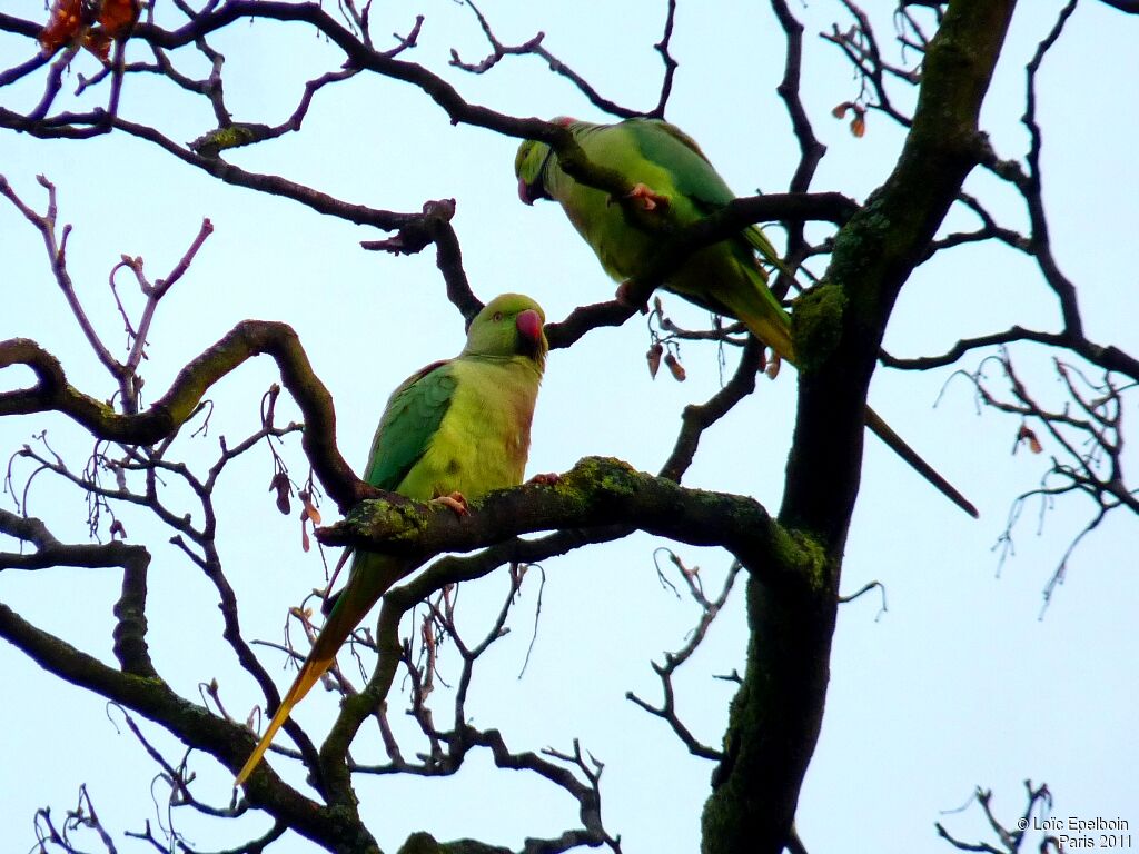 Rose-ringed Parakeet