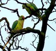 Rose-ringed Parakeet