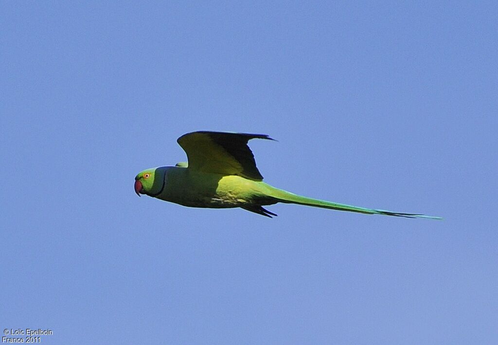 Rose-ringed Parakeet