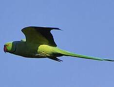 Rose-ringed Parakeet