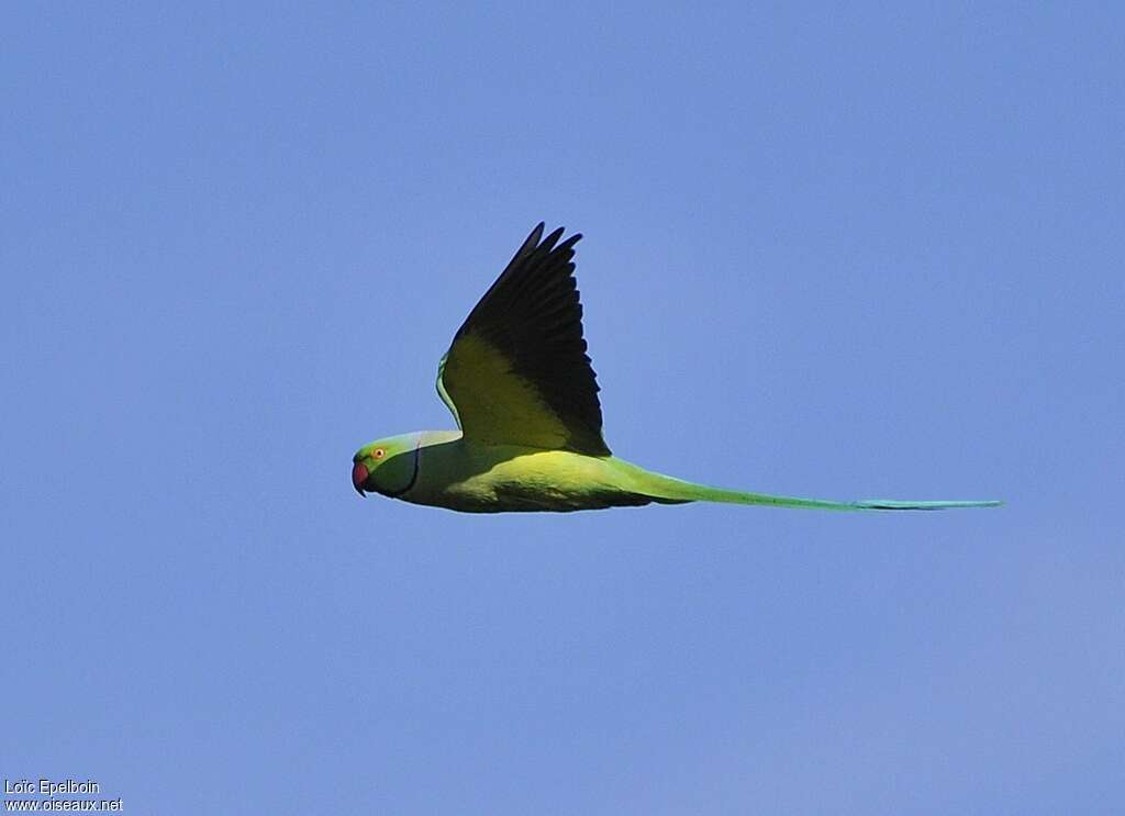 Rose-ringed Parakeet