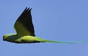 Rose-ringed Parakeet