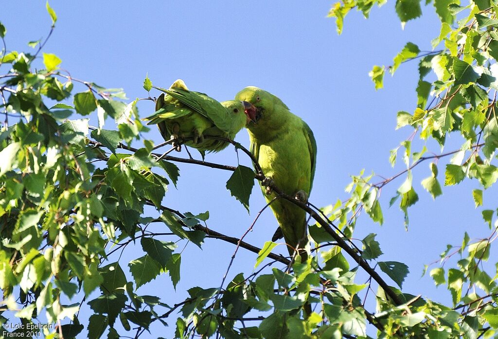 Rose-ringed Parakeet