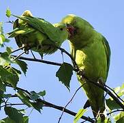 Rose-ringed Parakeet