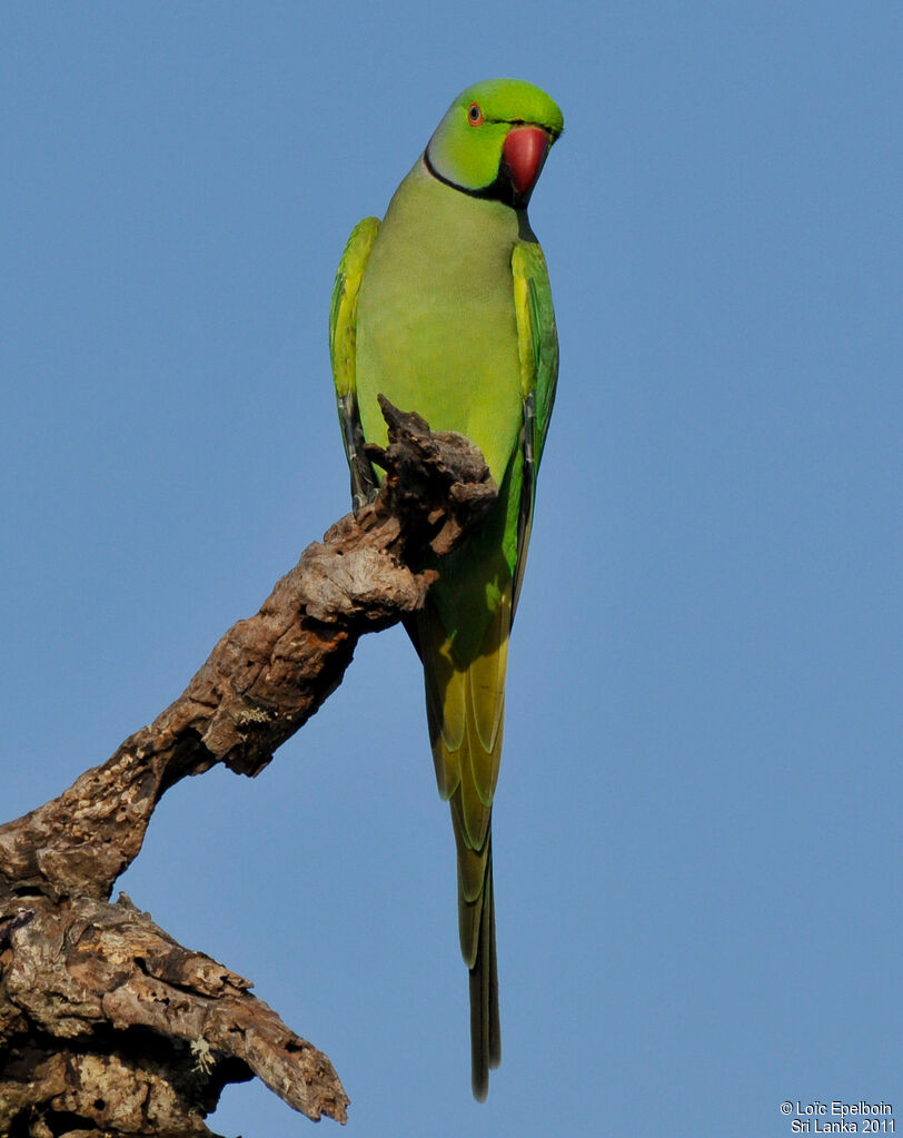 Perruche à collier