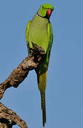 Rose-ringed Parakeet