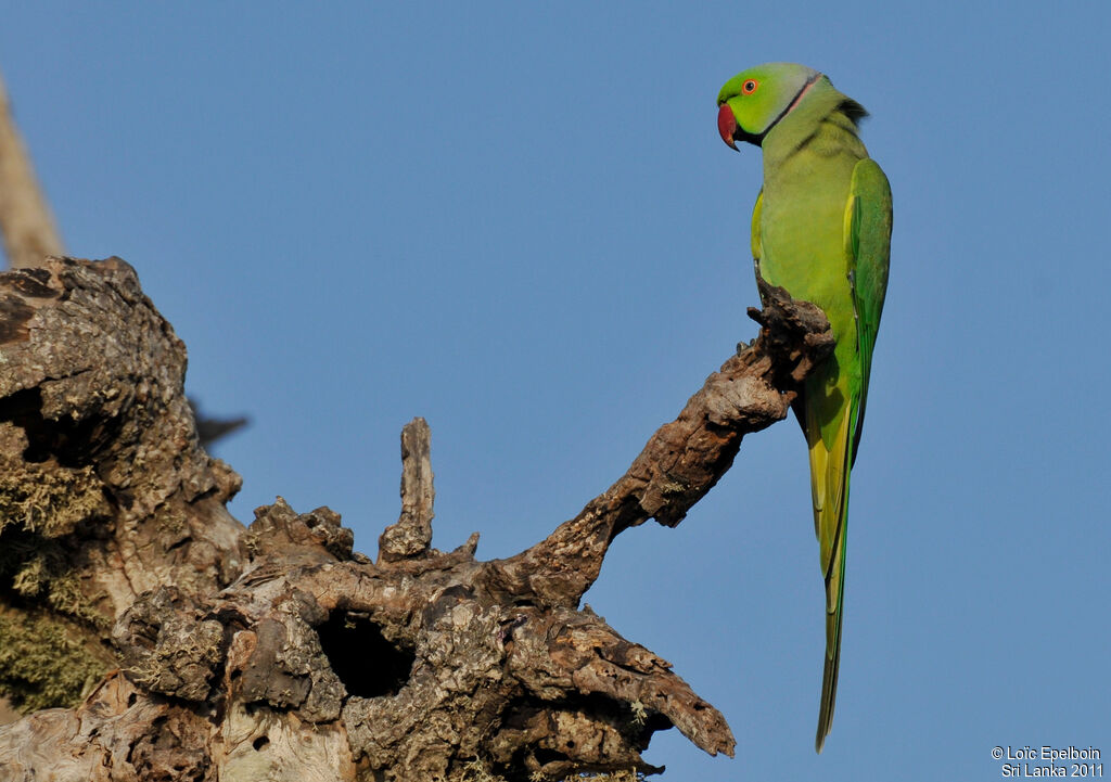 Rose-ringed Parakeet