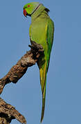 Rose-ringed Parakeet