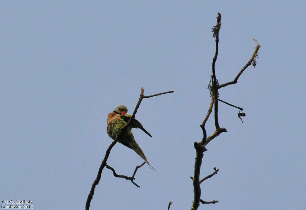 Red-breasted Parakeet