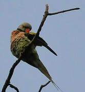 Red-breasted Parakeet