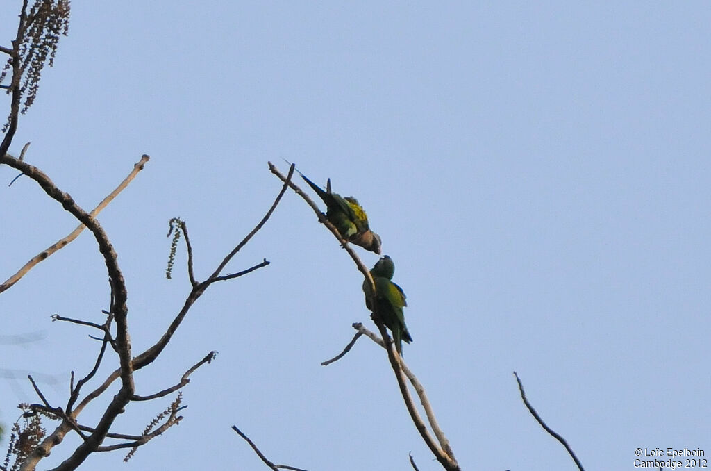 Red-breasted Parakeet