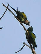 Red-breasted Parakeet