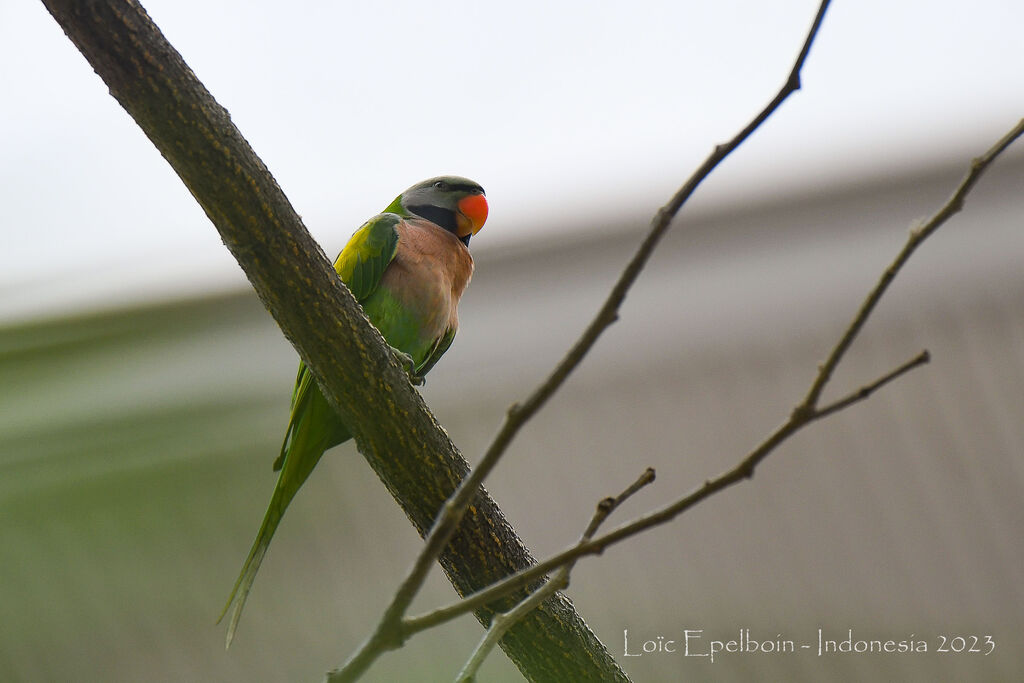 Red-breasted Parakeet