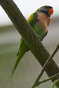 Red-breasted Parakeet