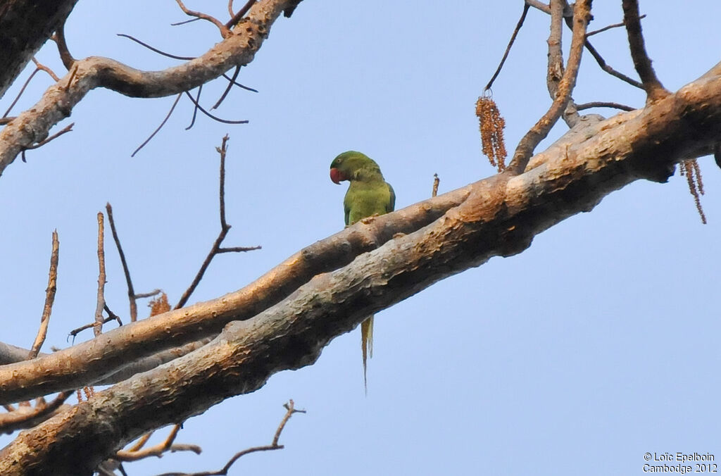 Alexandrine Parakeet