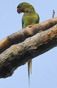 Alexandrine Parakeet