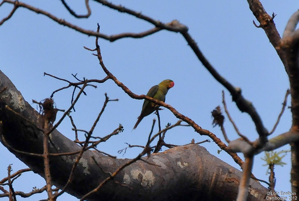 Alexandrine Parakeet