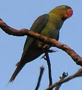 Alexandrine Parakeet