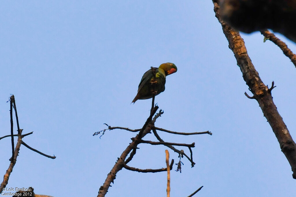 Alexandrine Parakeet