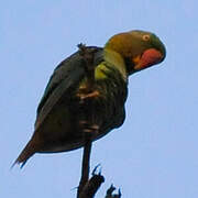 Alexandrine Parakeet