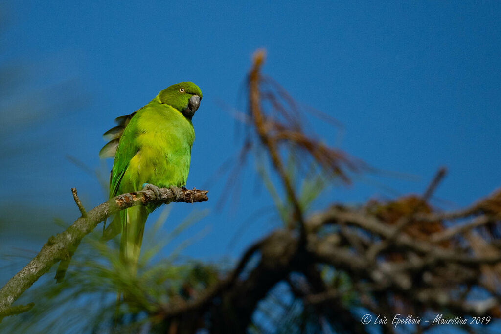 Echo Parakeet