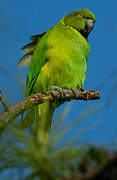 Echo Parakeet