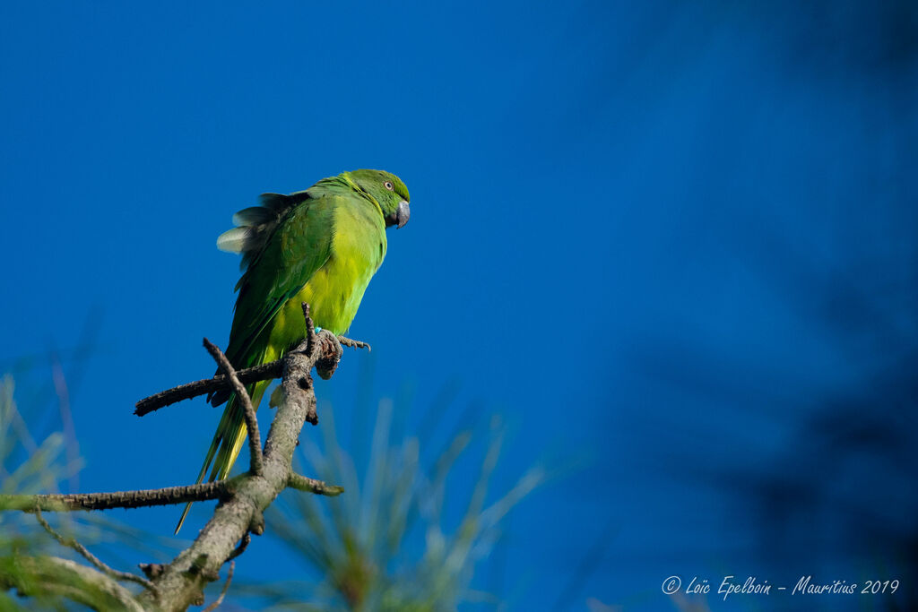 Echo Parakeet