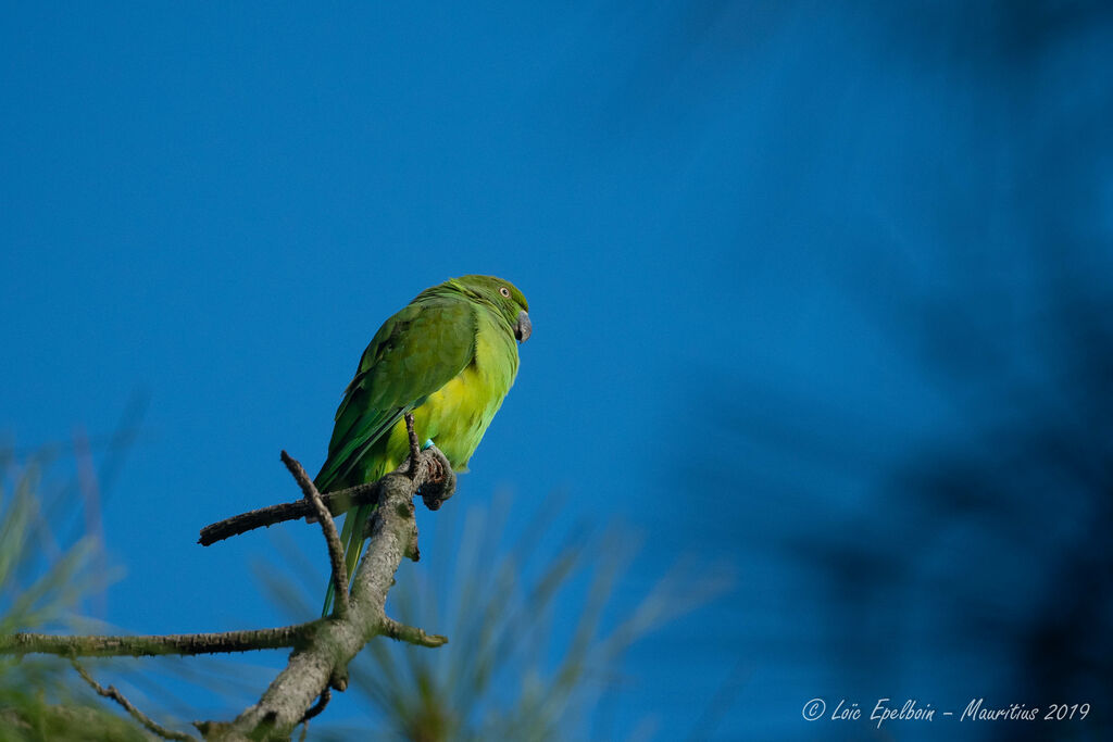 Echo Parakeet