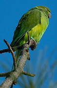 Echo Parakeet