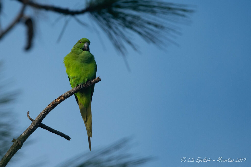 Echo Parakeet