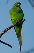 Echo Parakeet