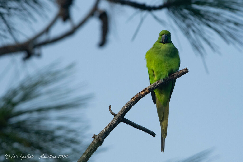 Echo Parakeet