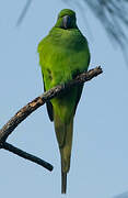 Echo Parakeet