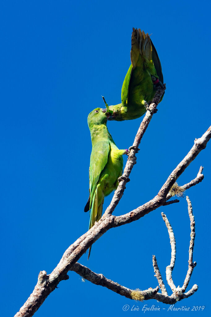 Echo Parakeet