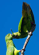 Echo Parakeet