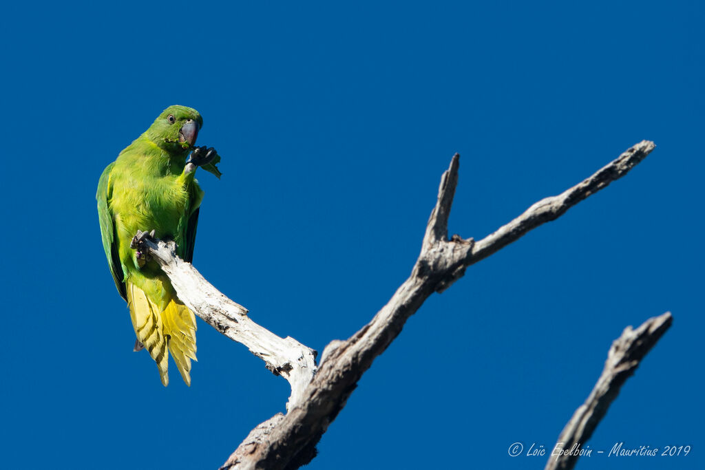 Echo Parakeet