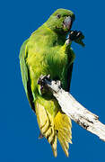 Echo Parakeet