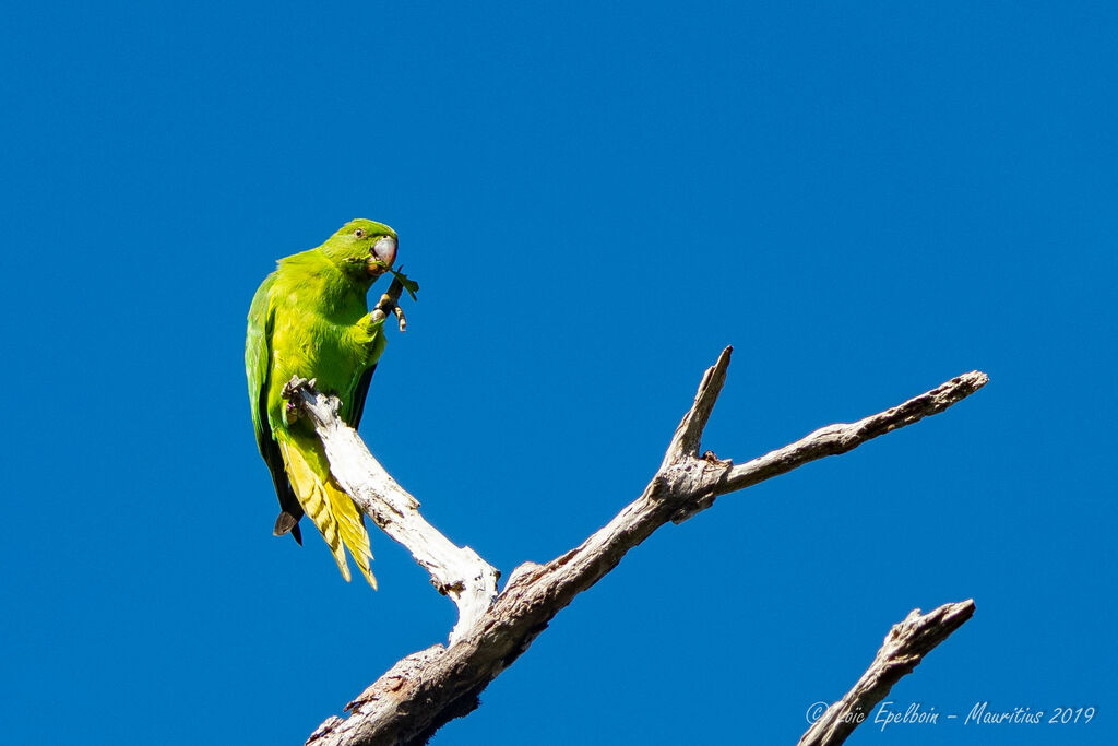 Echo Parakeet