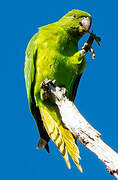 Echo Parakeet