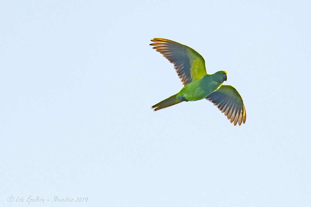 Echo Parakeet