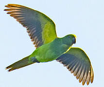 Echo Parakeet