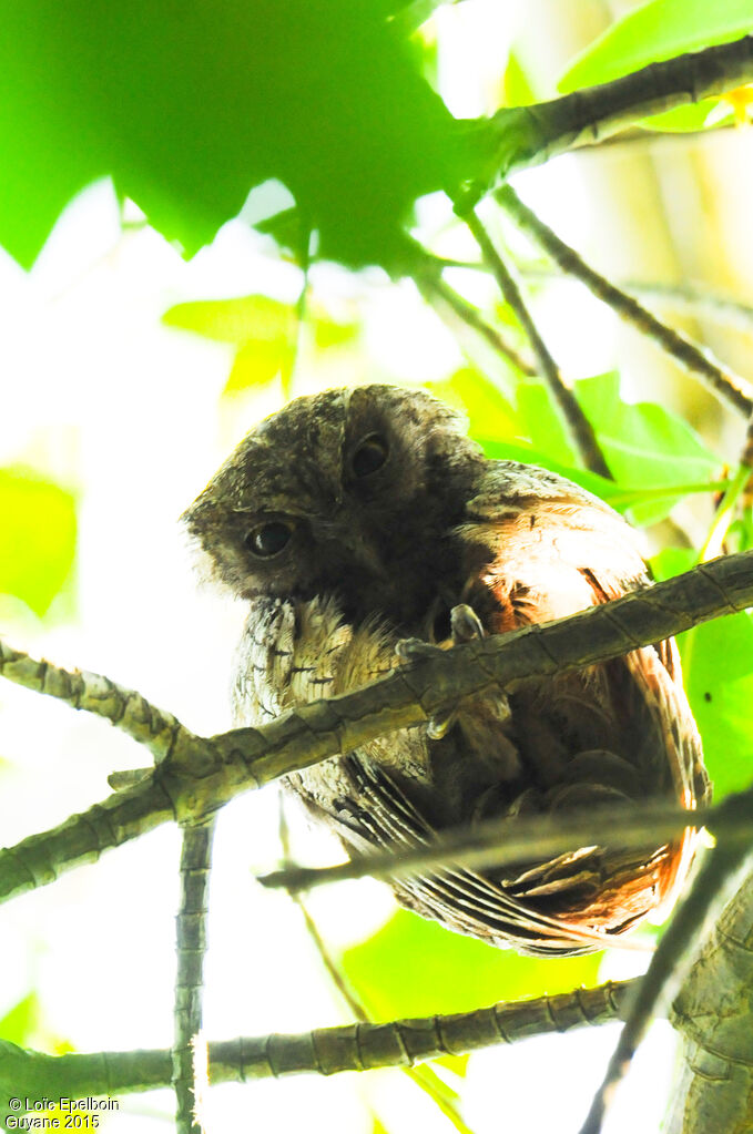 Tropical Screech Owl