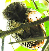 Tropical Screech Owl