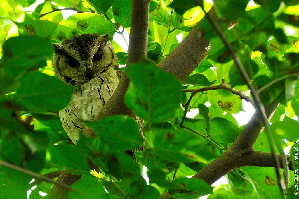 Indian Scops Owl