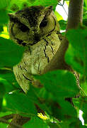 Indian Scops Owl