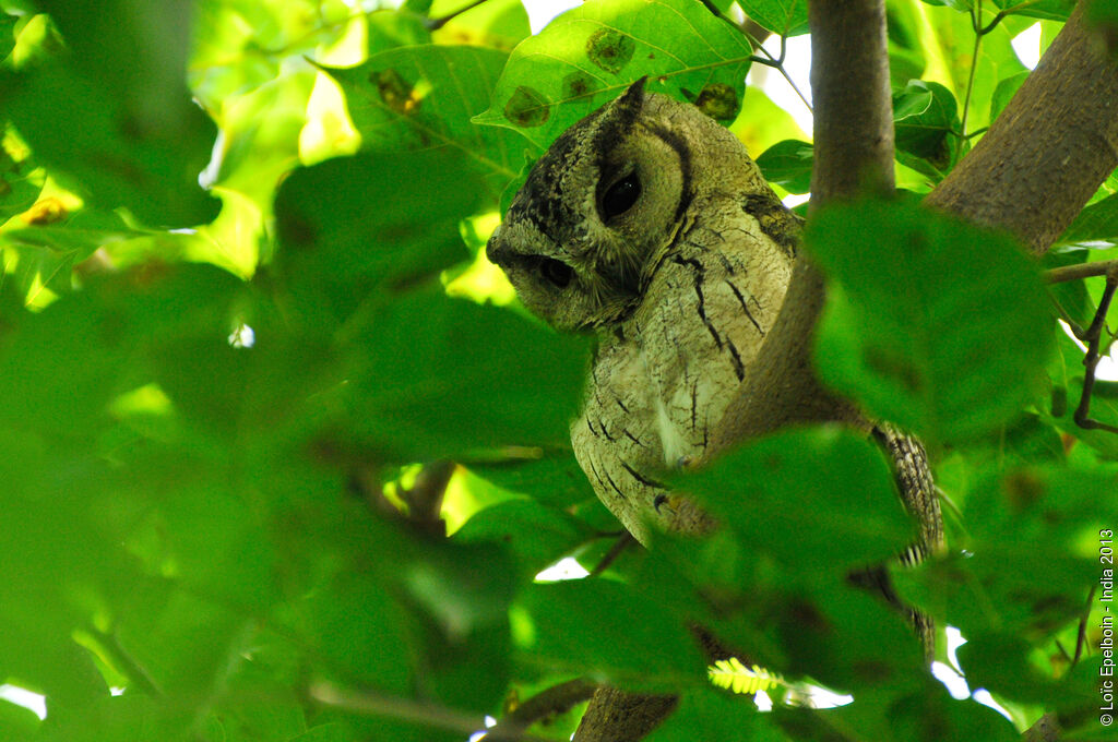 Indian Scops Owl