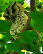 Indian Scops Owl