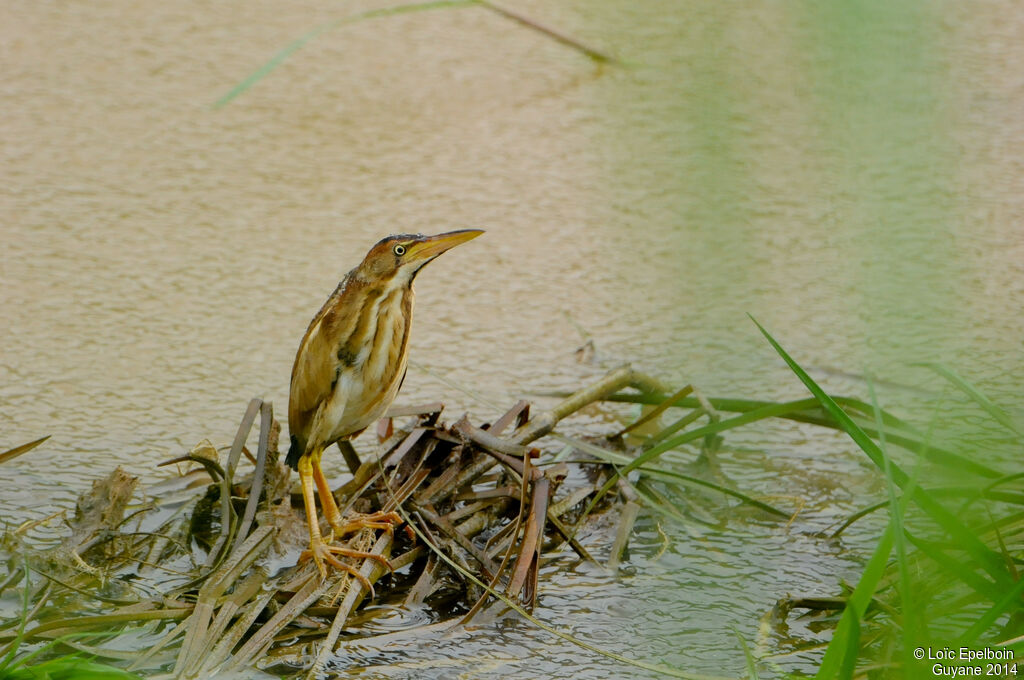 Least Bittern